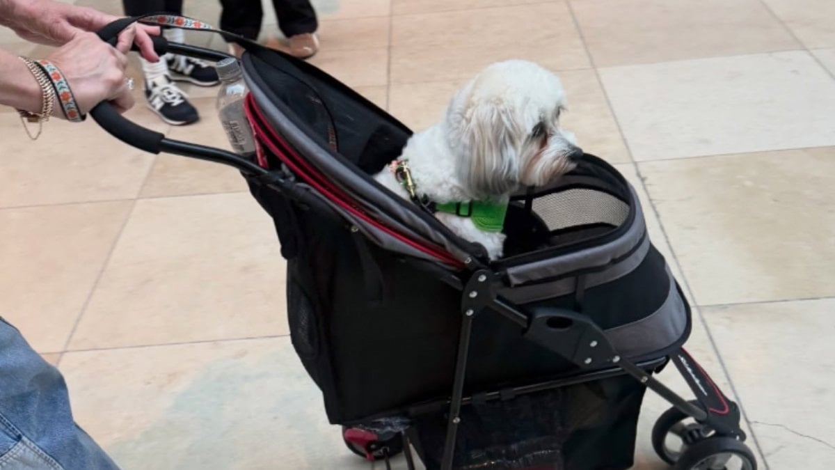 Almanya sokaklarında başıboş köpeklerinin olmamasının sırrı