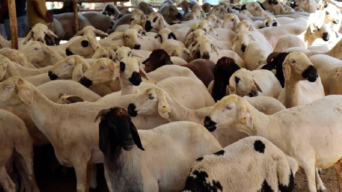 Kurbanlık hayvan seçiminde dikkat edilmesi gerekenler