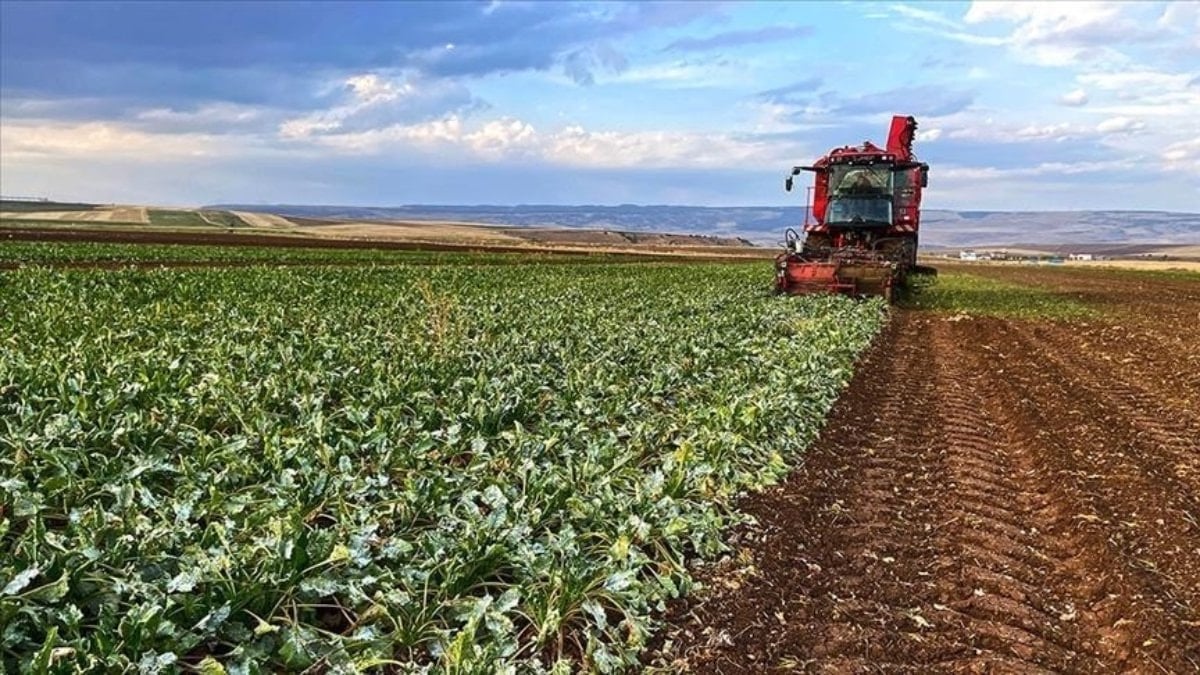 TMO'dan tarımda yüksek rekolte beklentisi