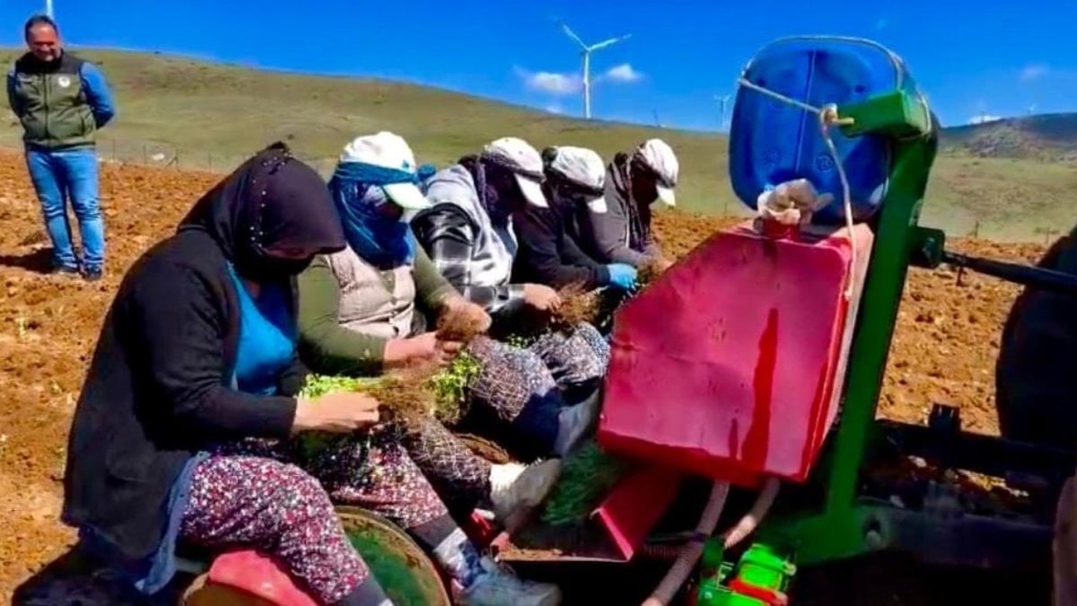 Afyonkarahisar’da atıl araziler kekikle canlanıyor