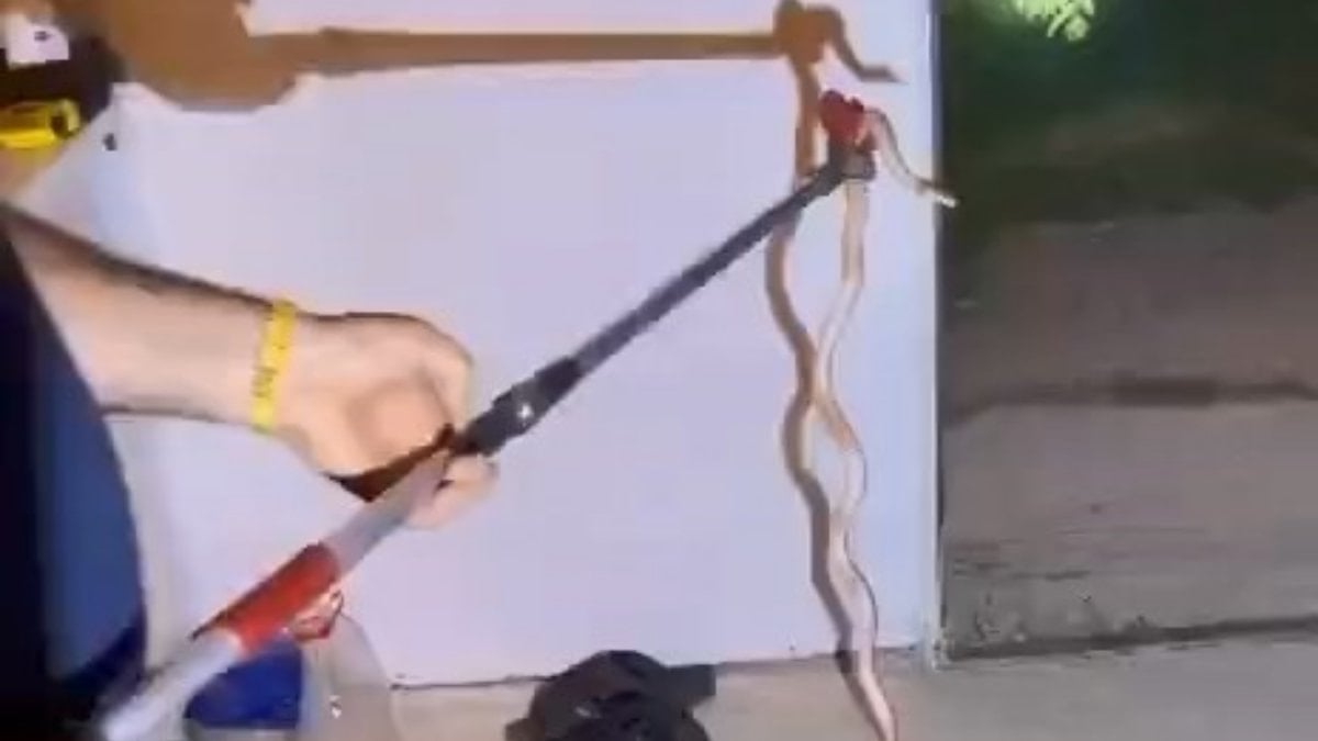 Elazığ'da buzdolabının içerisine yılan girdi