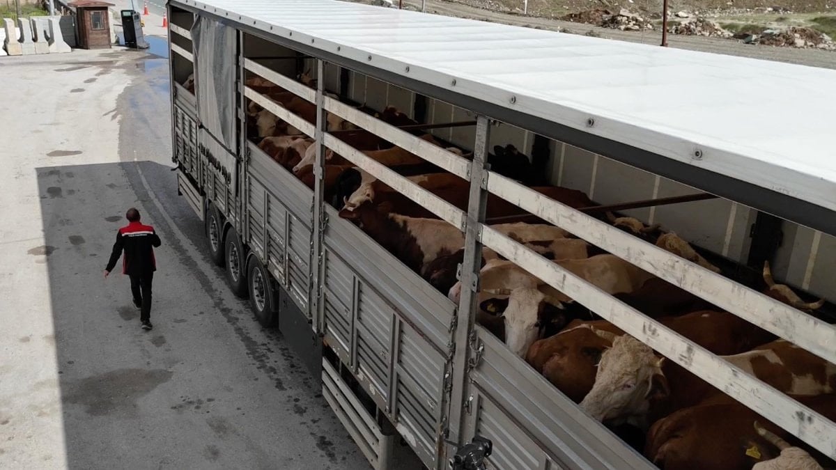 Erzincan'da kurbanlık sevkiyatına sıkı denetim
