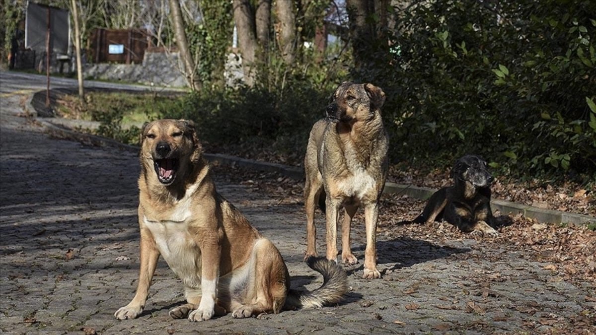 İstanbul'da köpeğin ısırdığı İrlandalı turist tazminat davası açtı