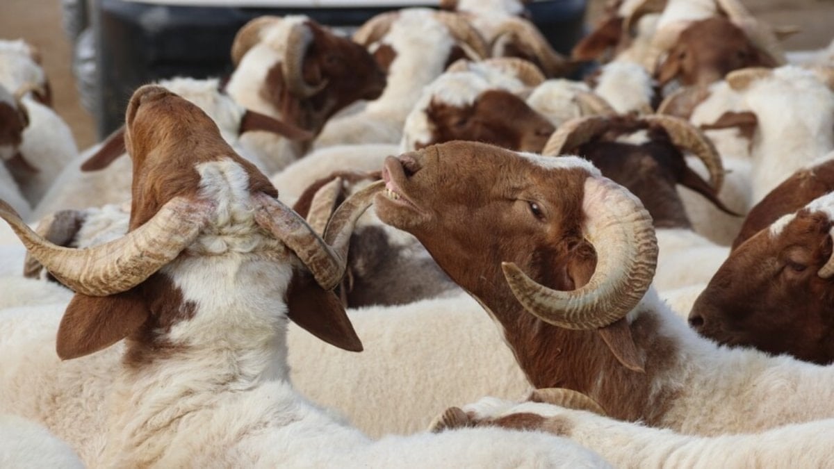 Kurban derileri ülke ekonomisine 20 milyar lira katkı sağlıyor