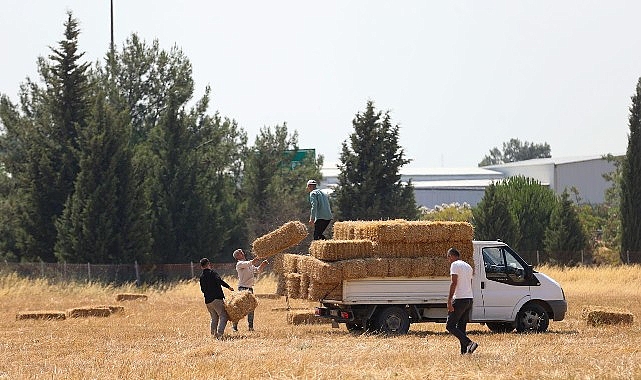Buca Belediyesi'nden hayvancılığa can suyu