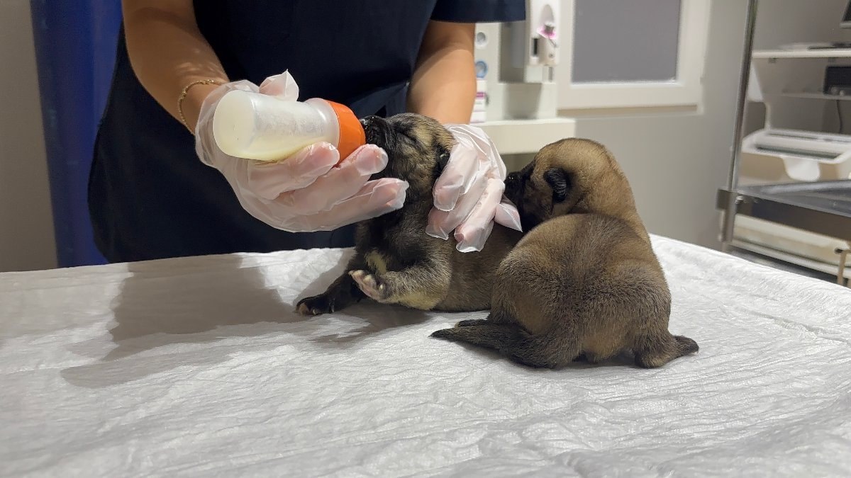 Bursa'da kangal köpeği 10 yavrusundan 8'ini boğdu, 2'si kurtarıldı