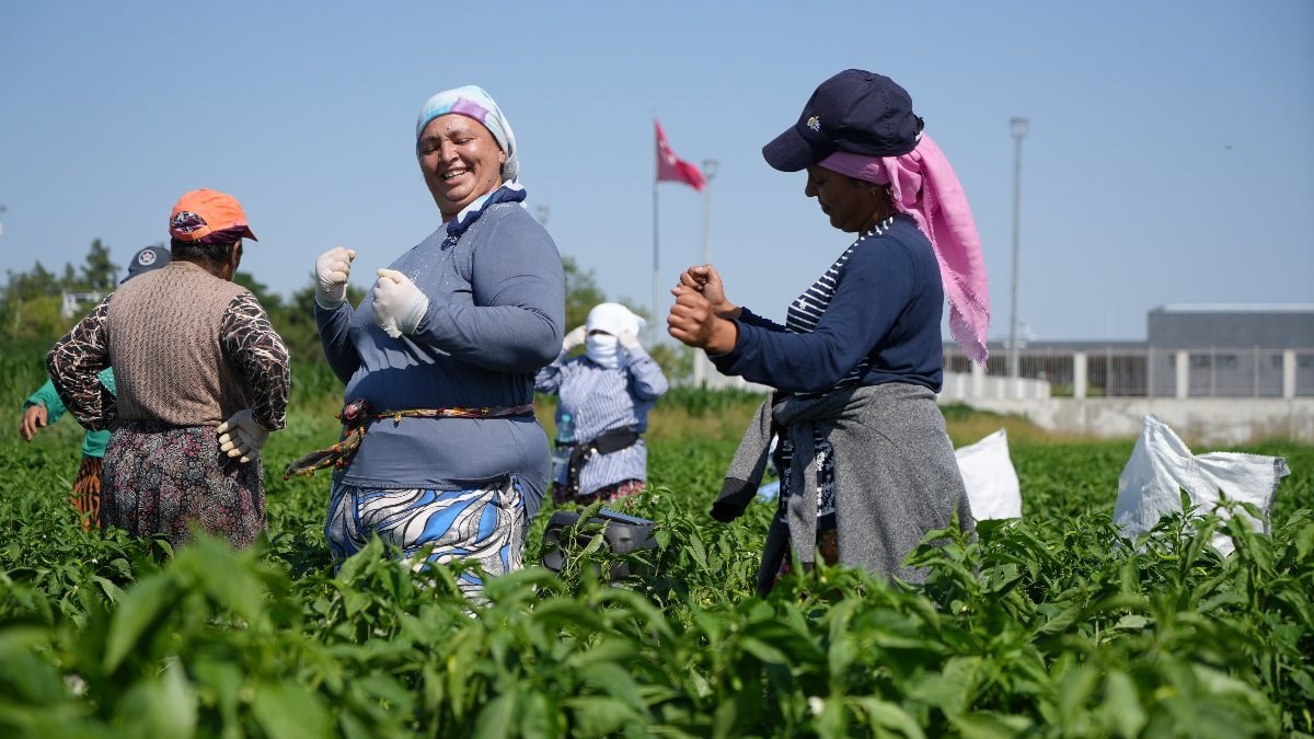 Edirne'de 35 derecede acı biber hasadı başladı