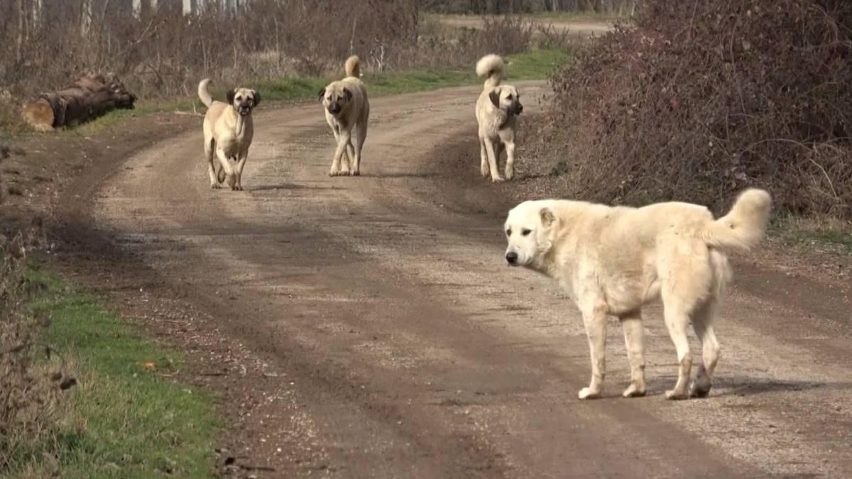 Sözde hayvansever dernekten tehdit: Her ay size yalvaracak mıyız?