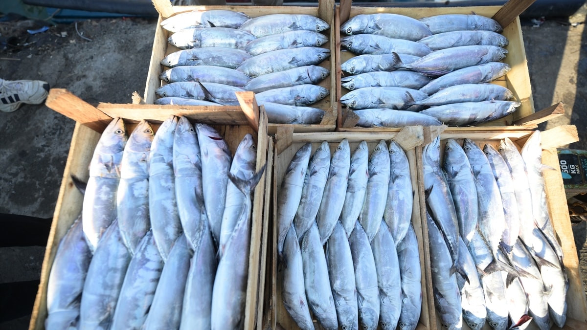 Akçakoca Limanı palamutla doldu: Balıkçılar ağları bereketle çekti