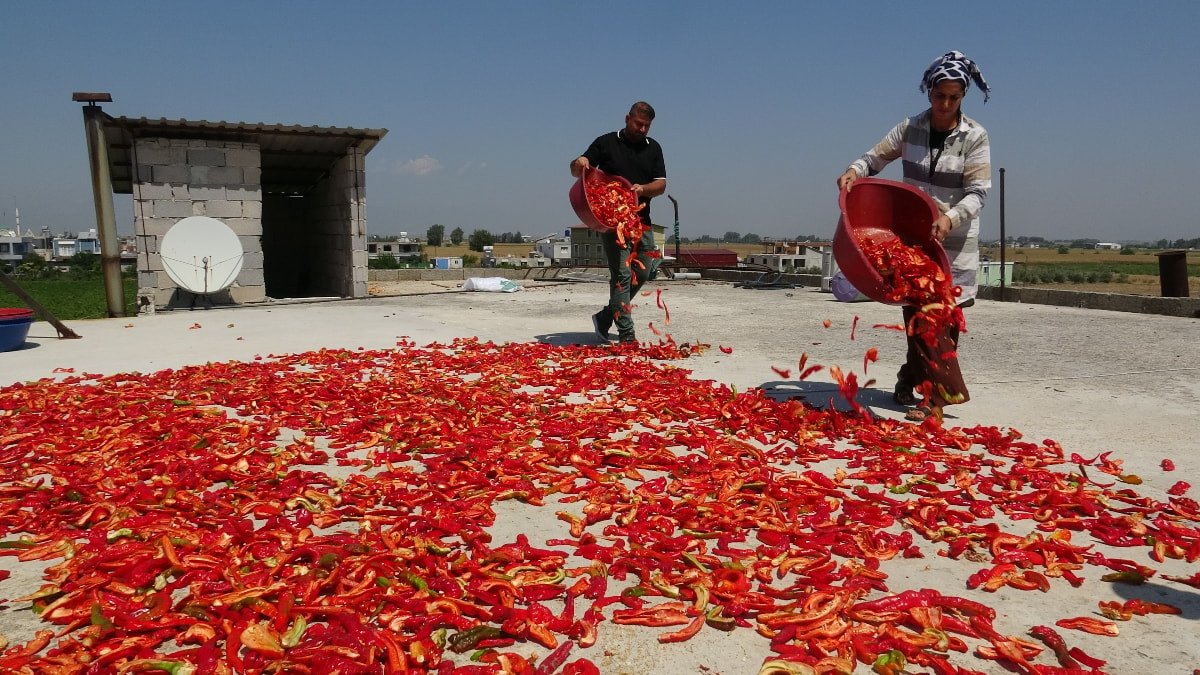 Hatay'da biber mesaisi sürüyor