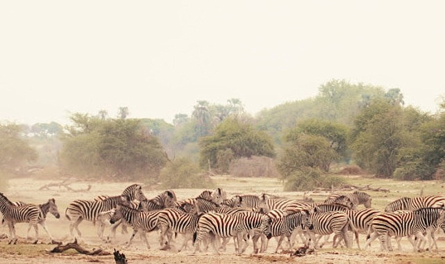 Sinematik Görselliğiyle Büyüleyecek Olan 'Vahşi Doğanın Tozu', 27 Eylül Pazar Saat 20.00'de National Geographic WILD Ekranlarında İzleyicilerle Buluşuyor!