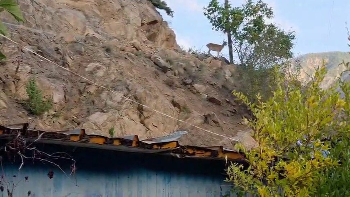 Erzurum'da ezber bozan dostluk: Dağ keçileri evin çatısını mesken tuttu