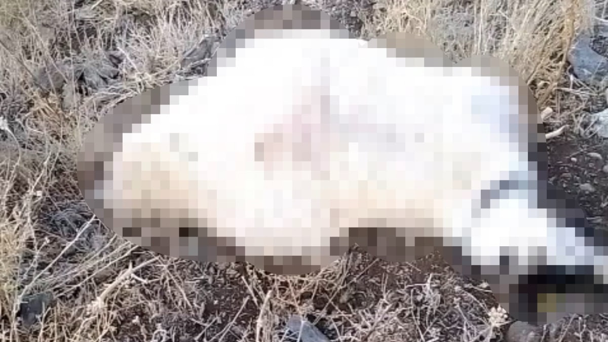 Hakkari'de yıldırım düşmesi sonucu çok sayıda küçükbaş hayvan telef oldu